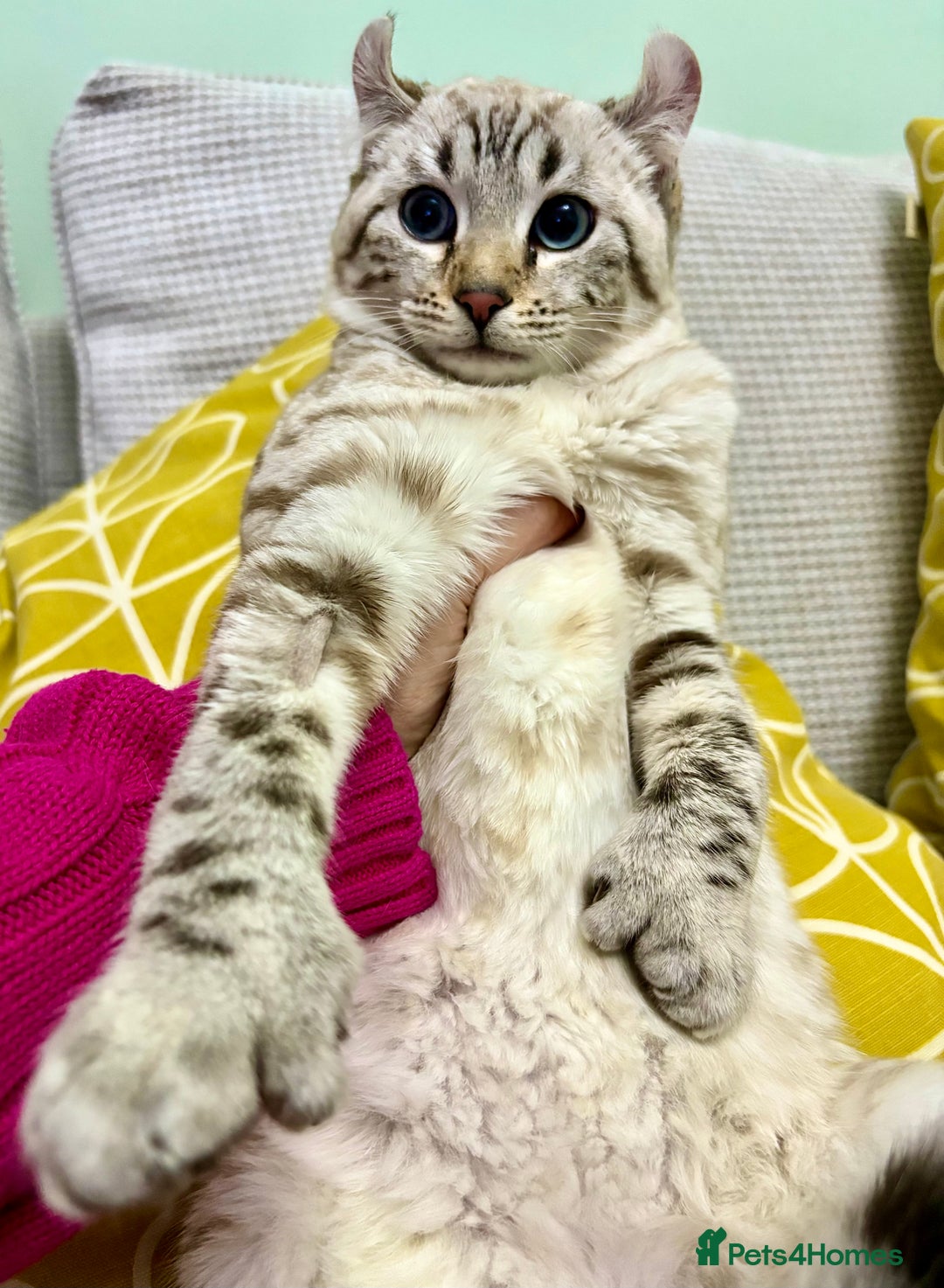 Keetso cats for sale: Super wild looking poly curled eared leopard  - Advert 17