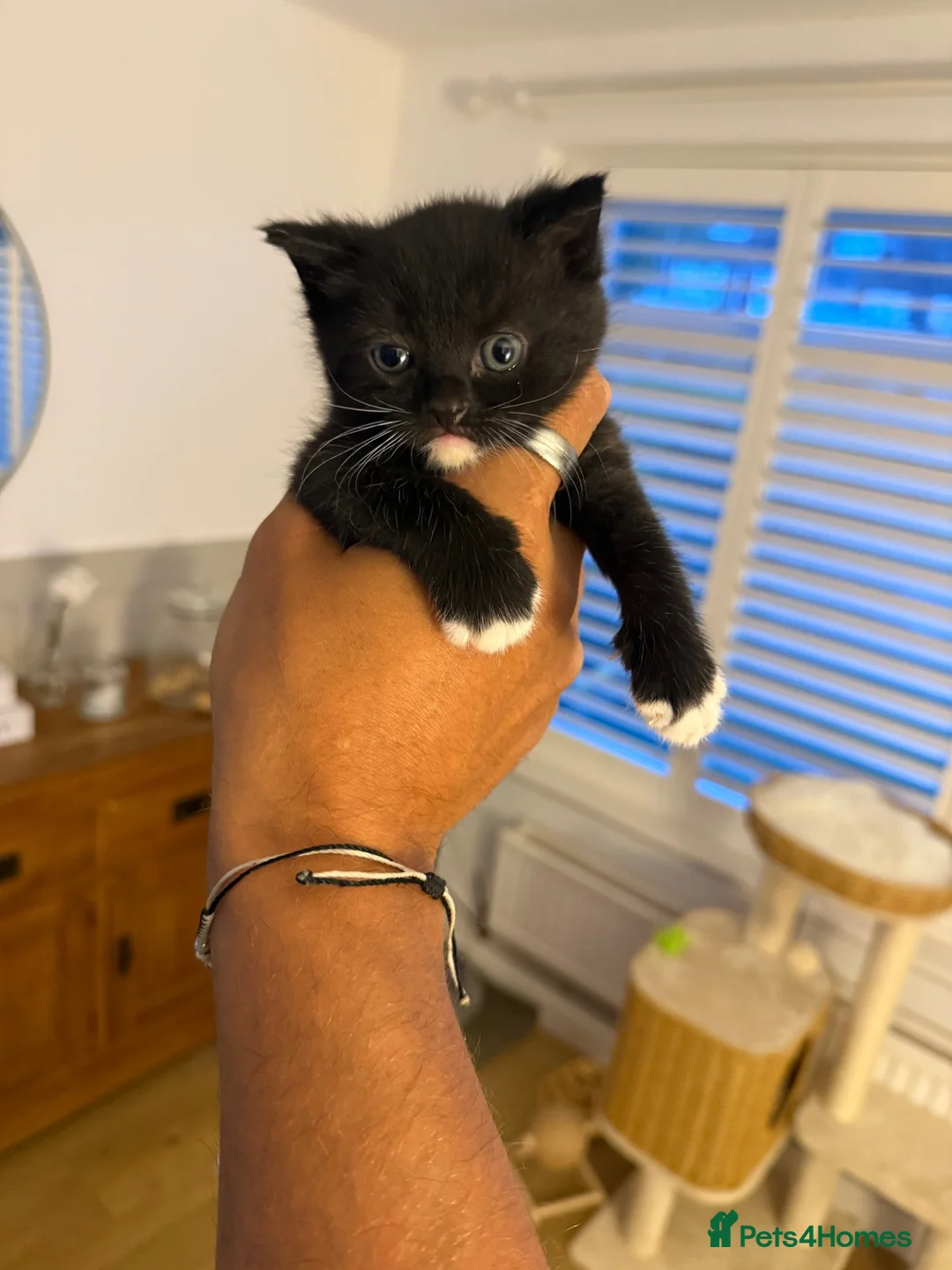 British Shorthair cats for sale: British shorthair crossbreed  - Advert 5