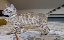 Bengal cats for sale: 🖤🤎🤍 Beautiful Bengal Kittens 🤍🤎🖤 in Barnoldswick - Image 8
