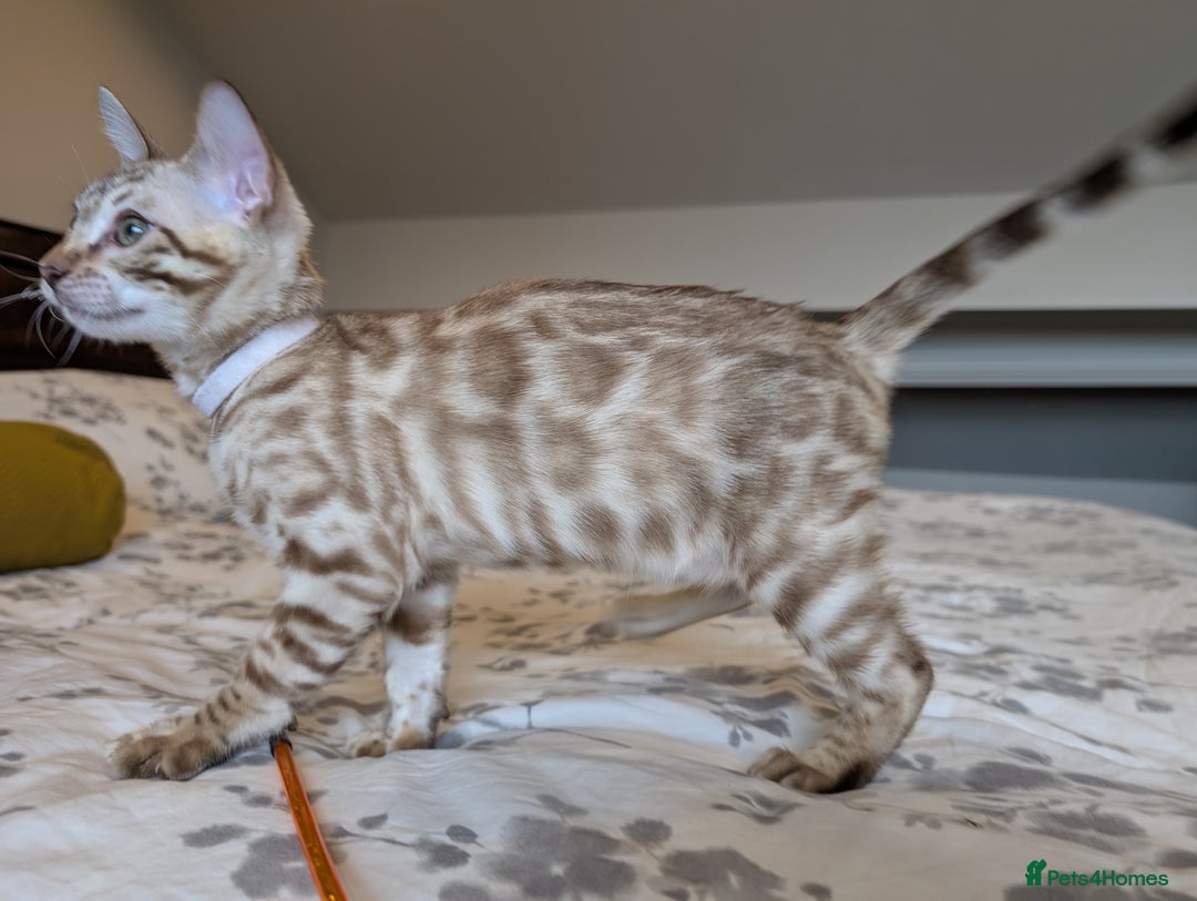 Bengal cats for sale: 🖤🤎🤍 Beautiful Bengal Kittens 🤍🤎🖤 in Barnoldswick - Image 8