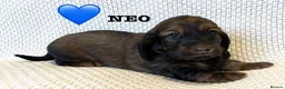 Dachshund dogs for sale: 5 KC Standard Long Hair Dachshunds - Advert 15