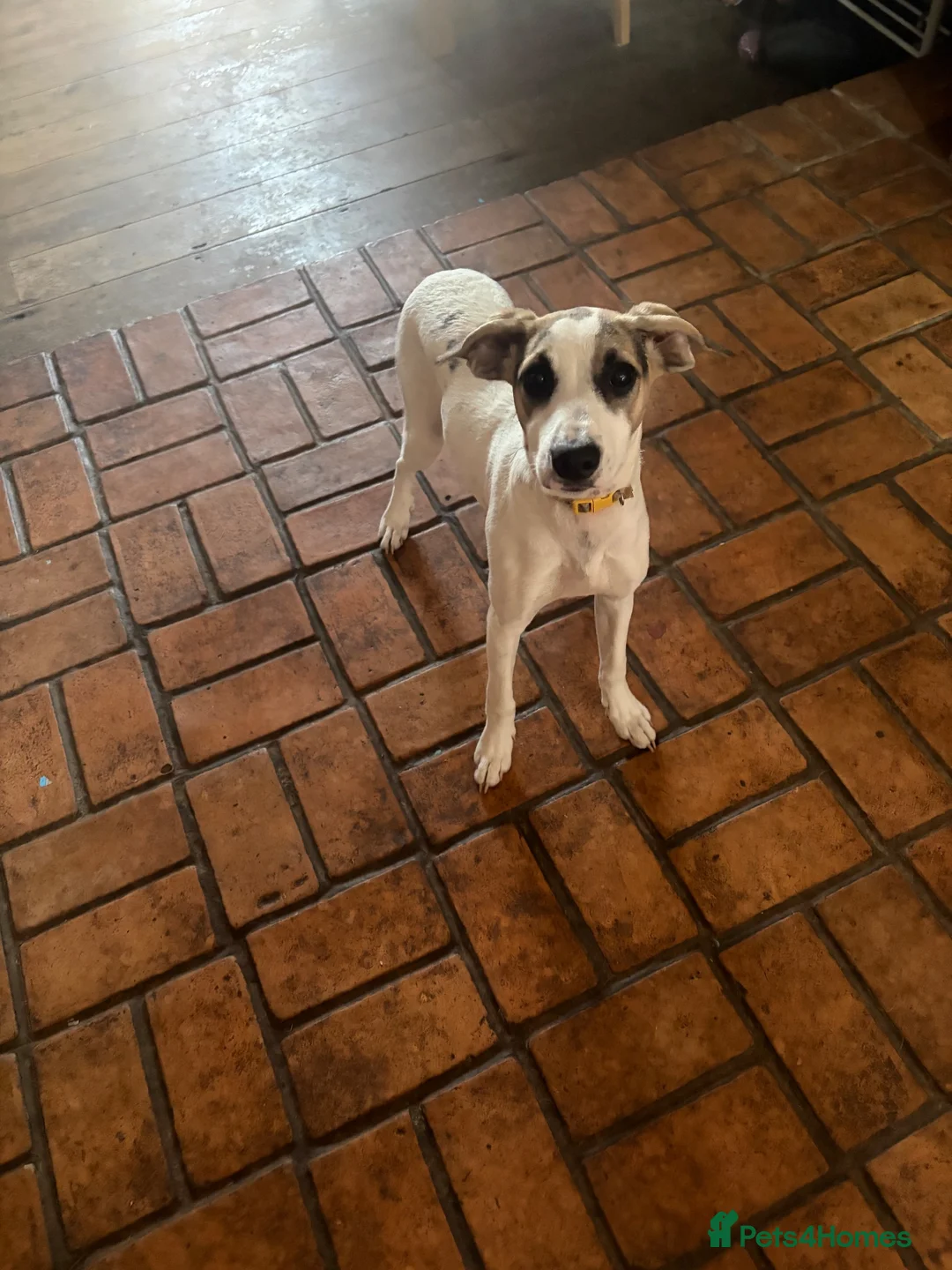 Mixed Breed dogs for sale: 4 month old mixed breed female pup for sale  - Advert 1