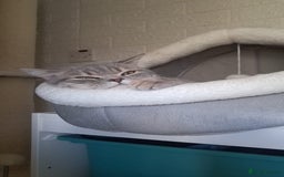 British Shorthair cats for sale: Lilac tabby British shorthair cat - Image 4