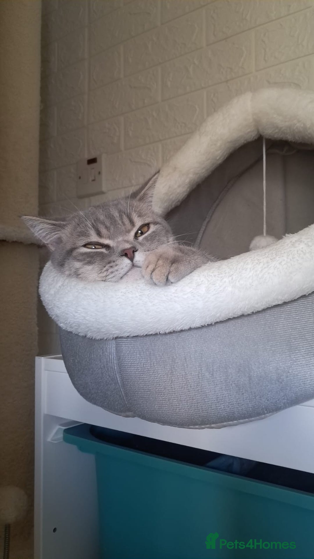 British Shorthair cats for sale: Lilac tabby British shorthair cat - Image 4