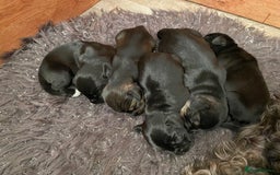 Mixed Breed dogs for sale: Schnauzer mixed breed  - Image 8