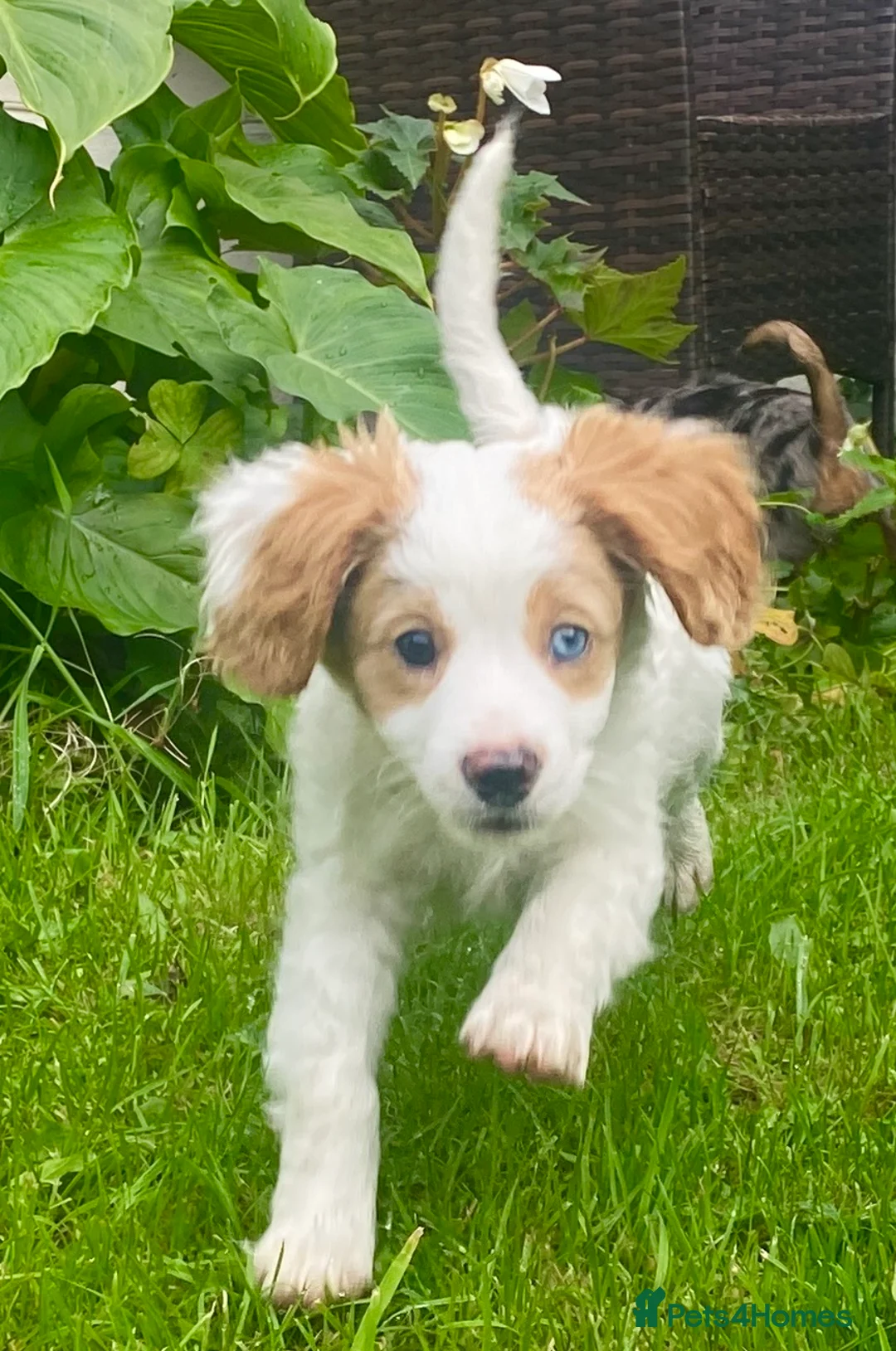 Gallery Image {{count}}