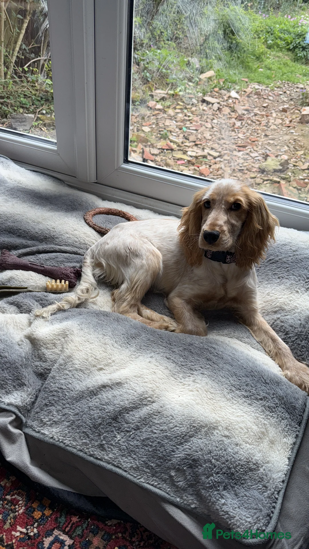 Cocker Spaniel dogs for sale: Cocker spaniel - Advert 7