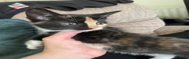 Mixed Breed Kitten 5