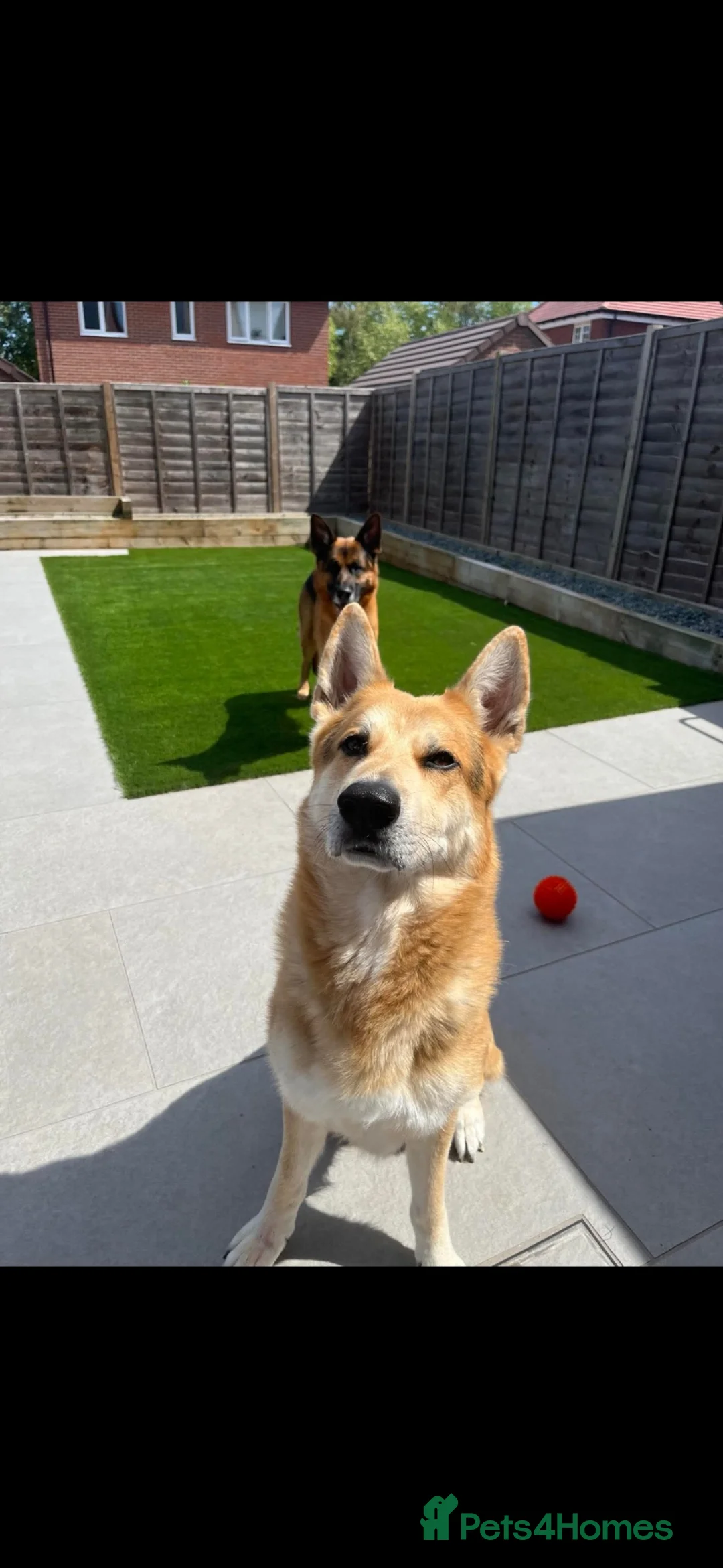 German Shepherd dogs for sale: 2 German Shepherds  - Advert 2