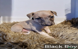 Whippet dogs for sale: Beautiful KC whippet pups for sale :) - Image 6