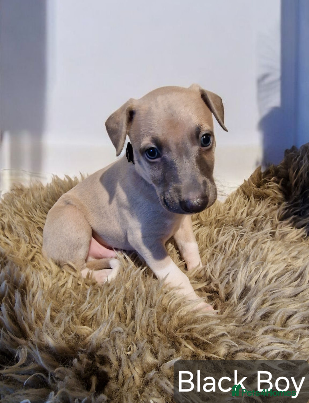 Whippet dogs for sale: Beautiful KC whippet pups for sale :) - Image 6