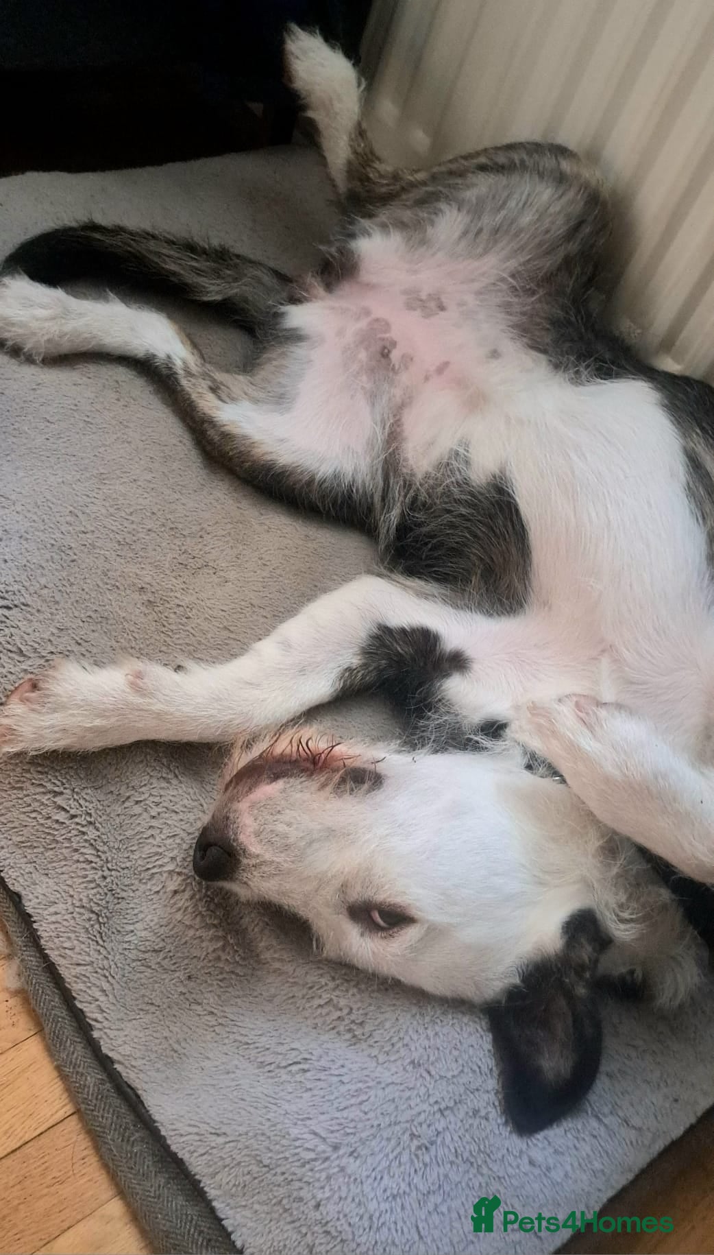 Mixed Breed dogs for sale: 2 yr old female Bulldog/Old English Sheepdog Mix - Advert 4