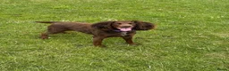 Cockapoo dogs for stud: F1 Cockapoo for stud in Mexborough - Advert 6
