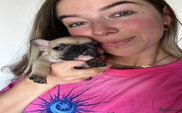 French Bulldog dogs for sale: FrenchAngels 👼🏼🐾 - Image 6
