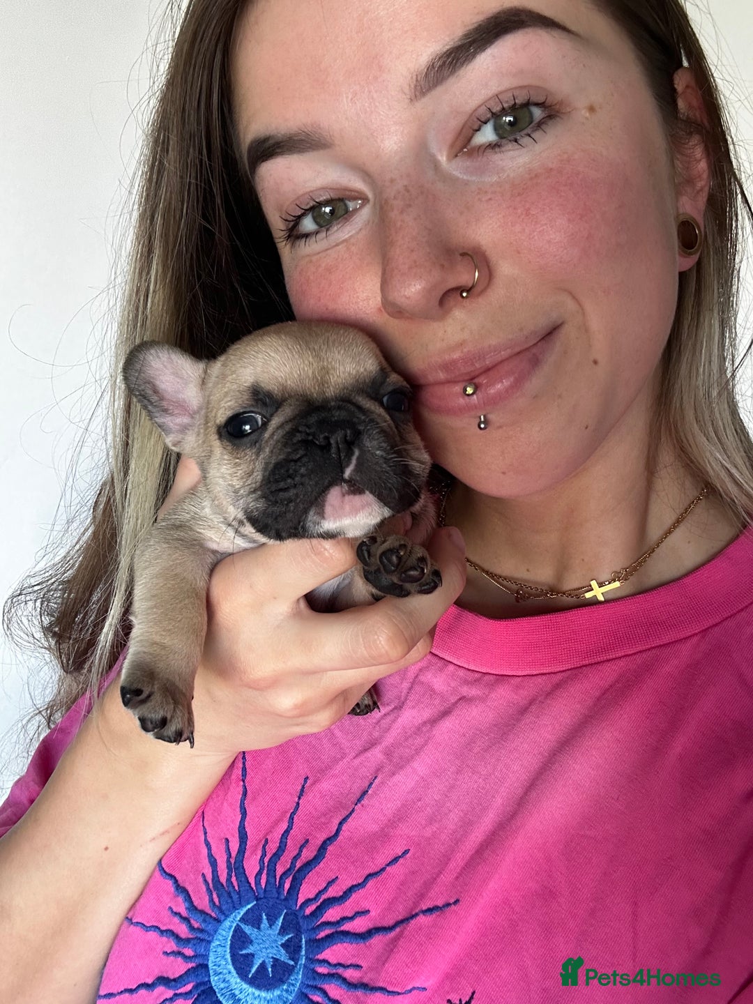 French Bulldog dogs for sale: FrenchAngels 👼🏼🐾 - Image 6