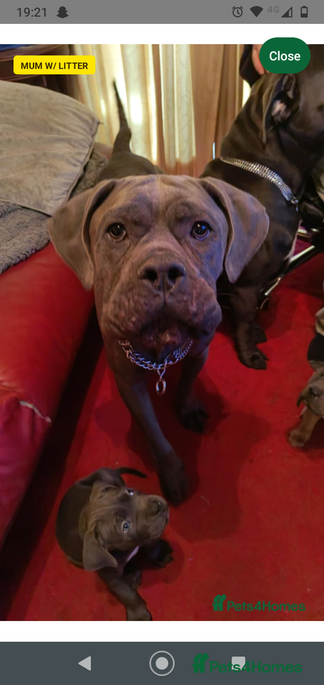 Cane Corso dogs for sale: Cane corso 11 week - Image 8