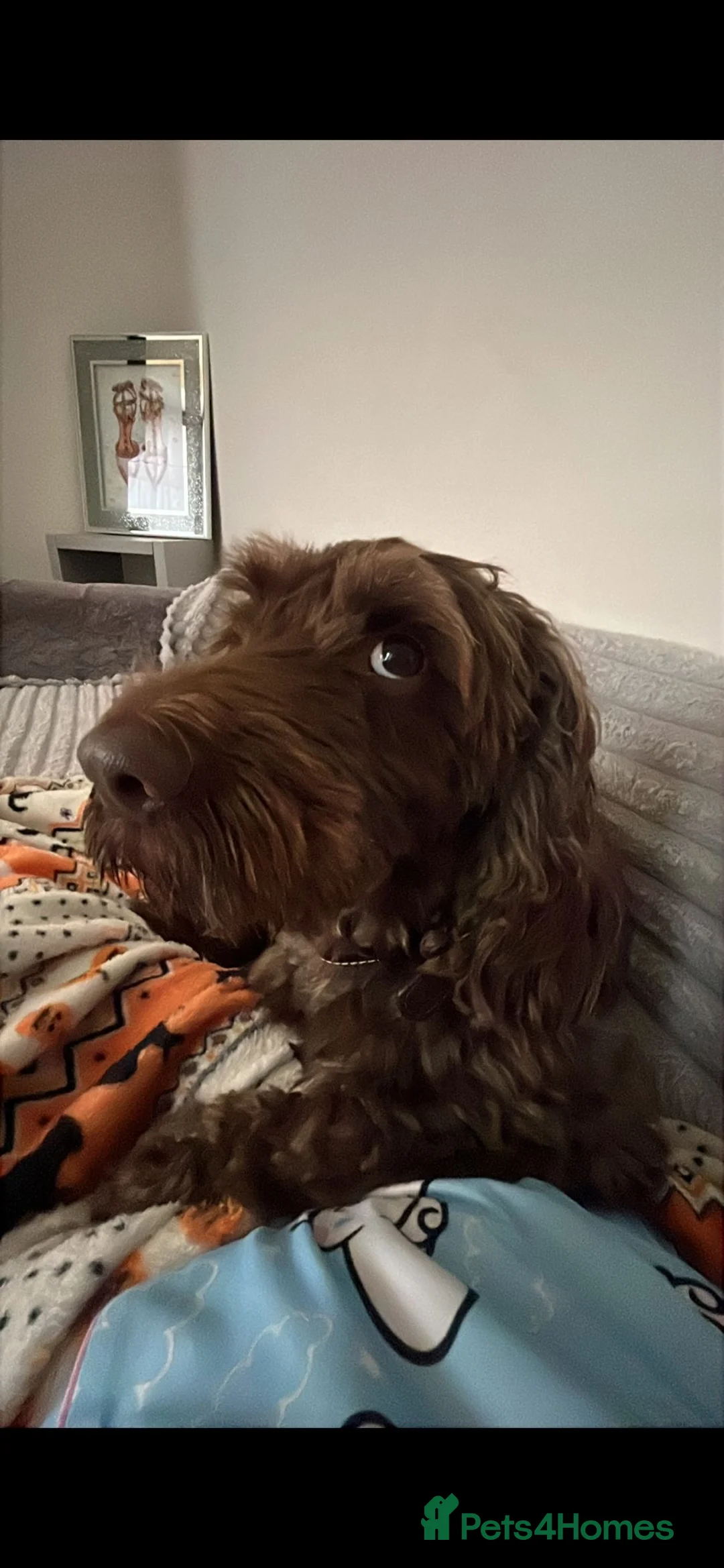 Cockapoo dogs for sale: 6 year old male f2 cockapoo  - Advert 2