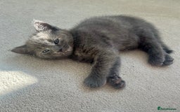 Ragdoll cats for sale: Pretty and affectionate grey ragdoll x tuxedo girl - Image 5