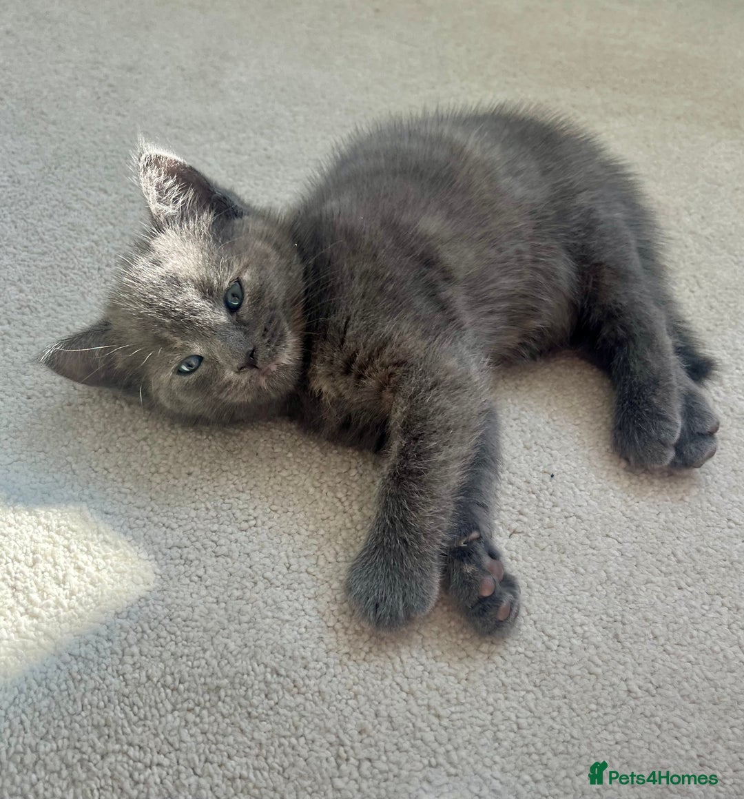 Ragdoll cats for sale: Pretty and affectionate grey ragdoll x tuxedo girl - Image 5