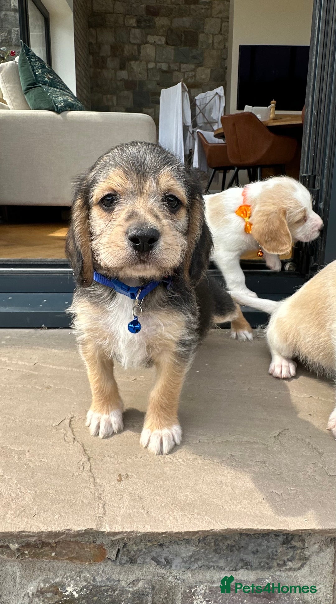 Mixed Breed dogs for sale: Beautiful Beagle X Cavapoo Puppies 🐾  - Image 4