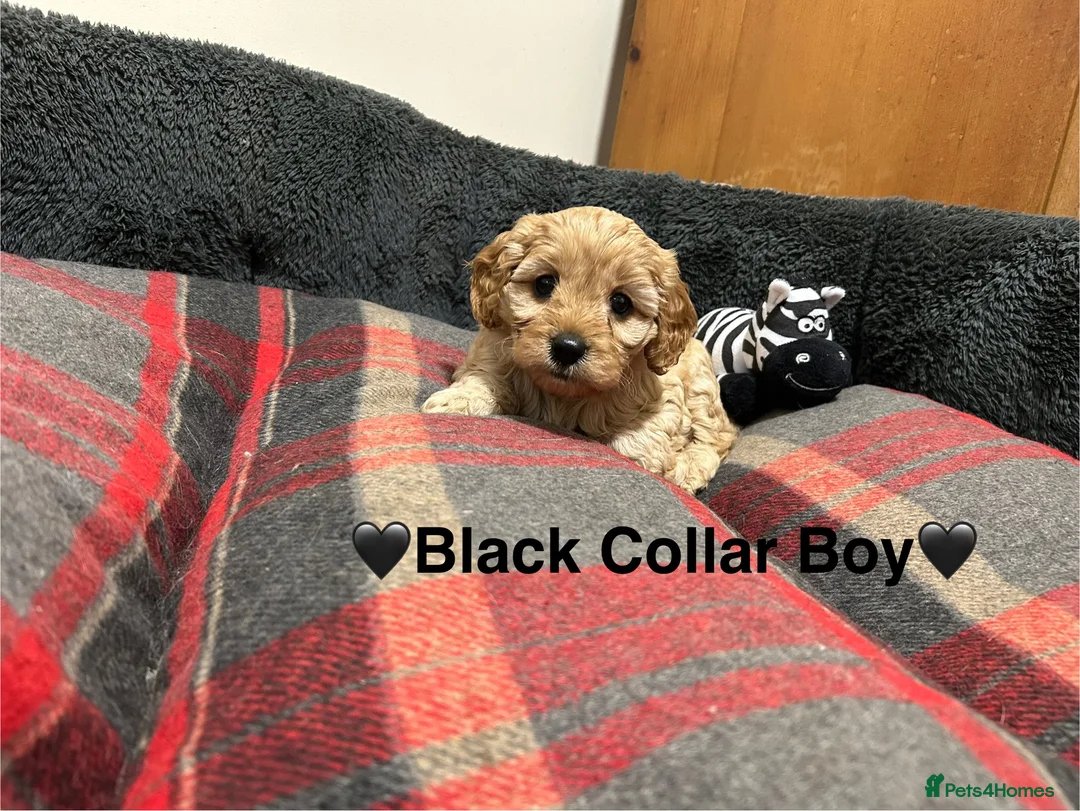 Cavapoo dogs for sale: ⭐️READY NOW! 5⭐️TOY Cavapoo puppies 🐶🐾 in York - Advert 14
