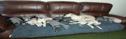 Whippet dogs for sale: High Quality Whippet pups Crufts - Advert 7