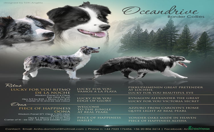 Border Collie dogs - Advert 3