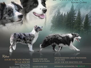 Border Collie dogs - Advert 7