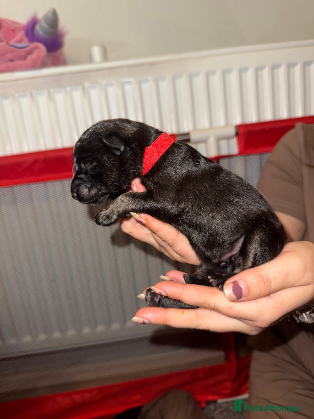 German Shepherd dogs for sale: German shepard  pups  - Image 12