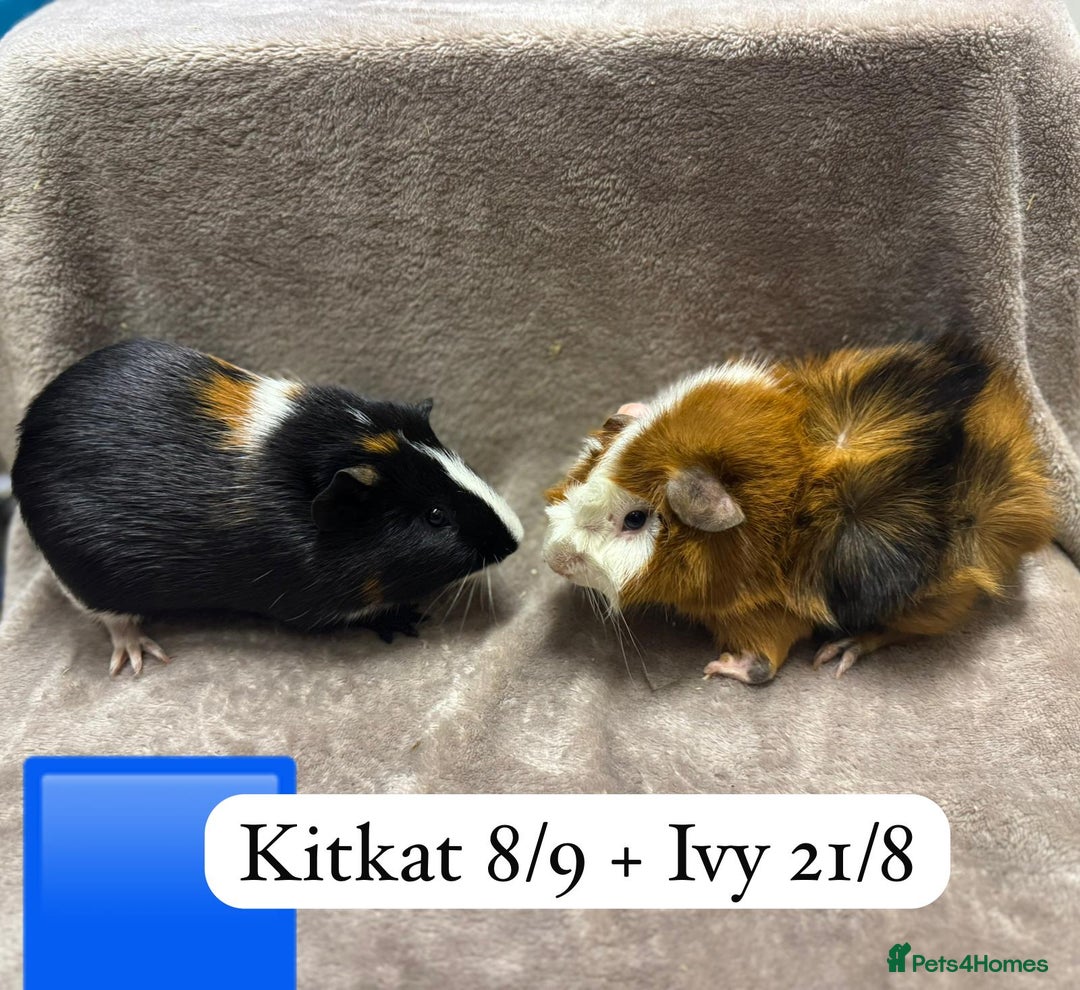 Guinea Pig rodents for sale: Gorgeous baby male guinea pig ready 12 January - Advert 6