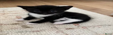 Kitten 3