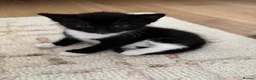 Mixed Breed cats for sale: Meet our Adorable Tuxedo kittens! 🖤🤍 in Milton Keynes - Advert 7