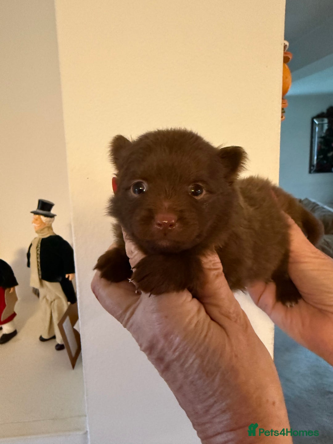 Pomeranian dogs for sale: BEAUTIFUL K.C REGISTERED POMERANIAN PUPPIES  - Advert 7