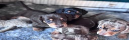 Miniature Dachshund dogs for sale: ⭐ OUTSTANDING MINI DACSHUND PUPS ⭐️ - Advert 8