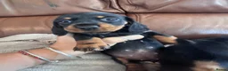 Miniature Dachshund dogs for sale: Two gorgeous girls left. Ready now  - Advert 6