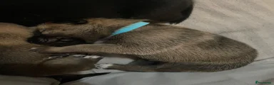 Shepsky 6