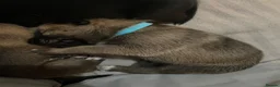 Shepsky dogs for sale: 9 budding Shepsky pups in Saint Helens - Advert 35