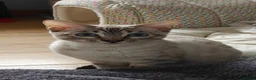 Bengal cats for sale: Gorgeous snow Bengal boy - Advert 9