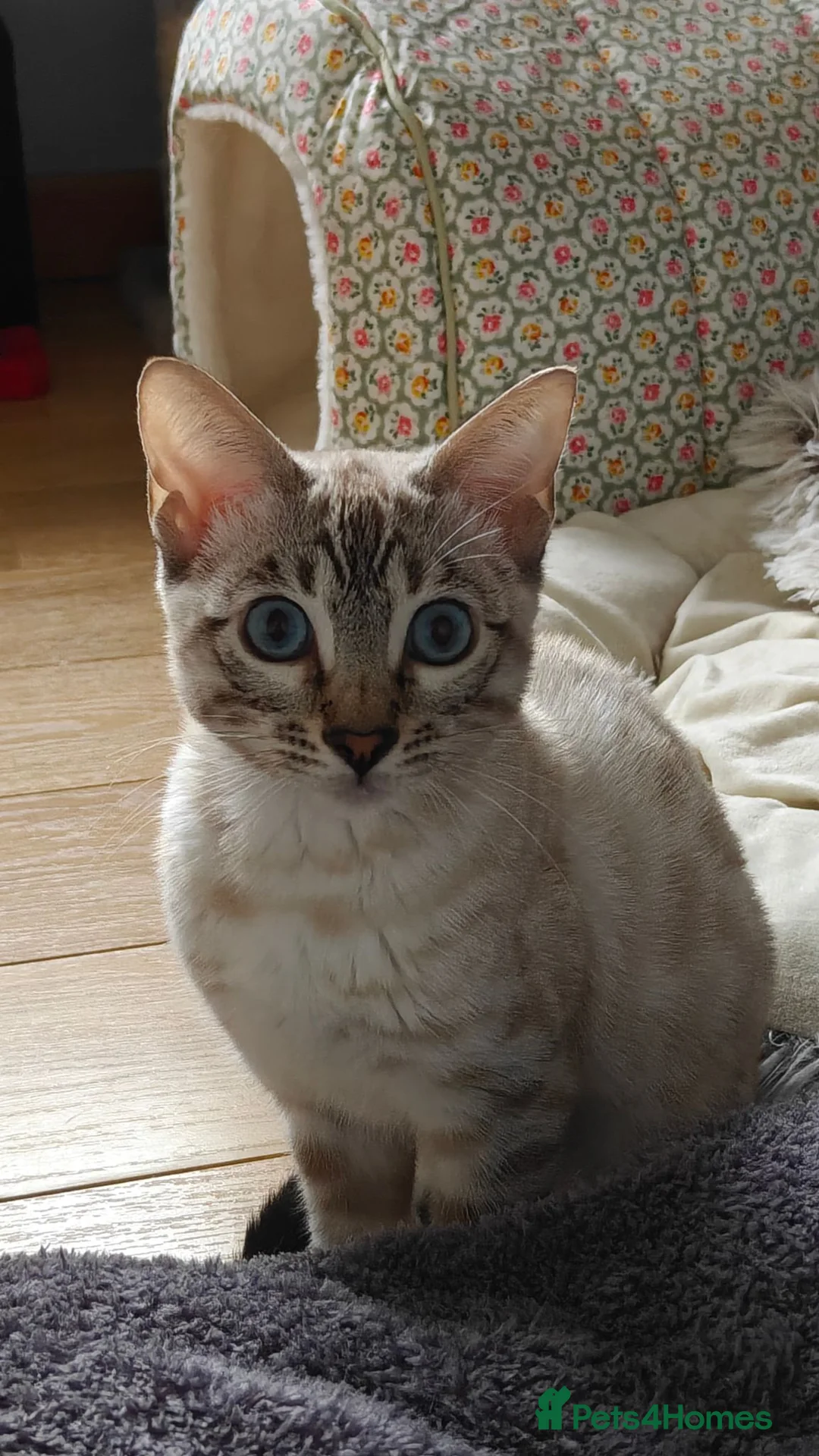 Bengal cats for sale: Gorgeous snow Bengal boy - Advert 9