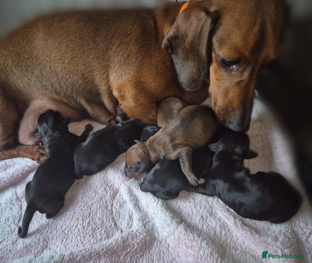 Mixed Breed dogs for sale: Beautiful Dorkie Puppies for sale - Image 6