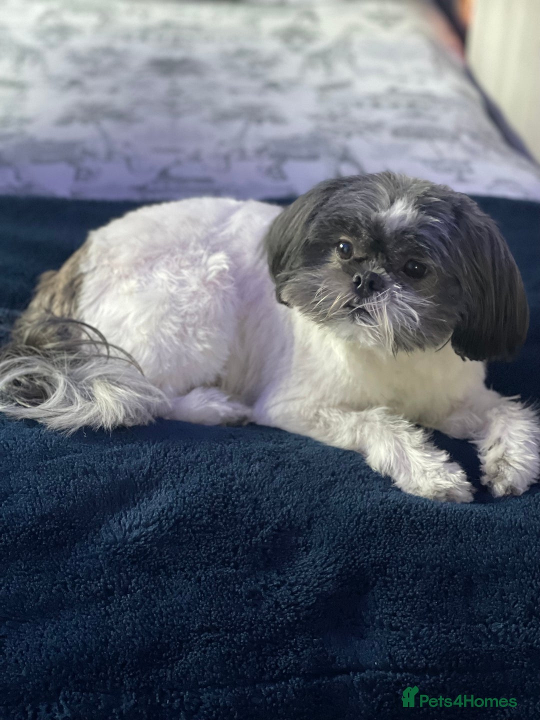 Shih Tzu dogs for sale: Shih tzu puppies from sale  - Advert 6