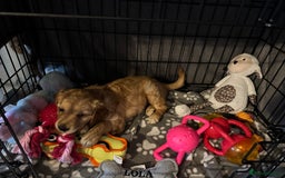 Golden Retriever dogs for sale: Golden retriever puppy - Image 3