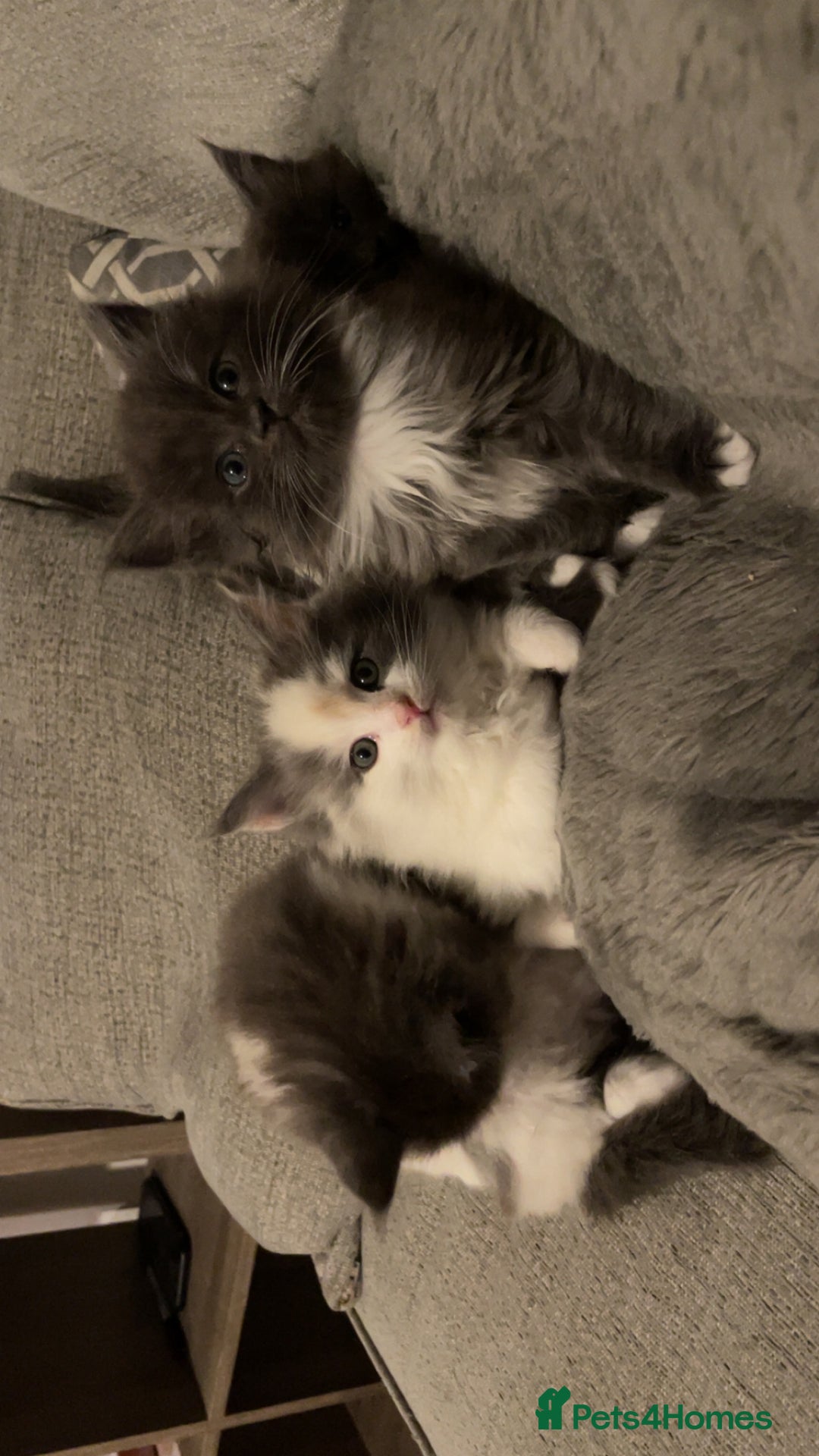 Ragdoll cats for sale: 4 maincoon x ragdoll kittens - Advert 28