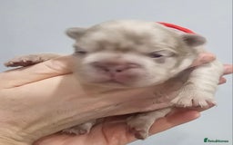 French Bulldog dogs for sale: French Bulldog Visual fluffies - Advert 14