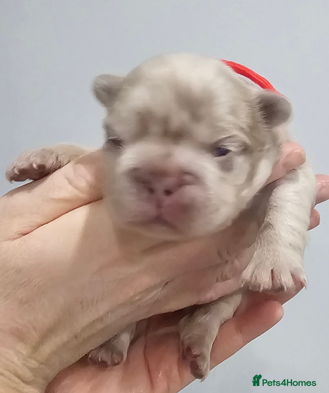 French Bulldog dogs for sale: French Bulldog Visual fluffies - Advert 14