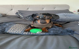 Miniature Dachshund dogs for stud: PROVEN-KC STUD minature smooth haired dachshund in Catterick Garrison - Image 6