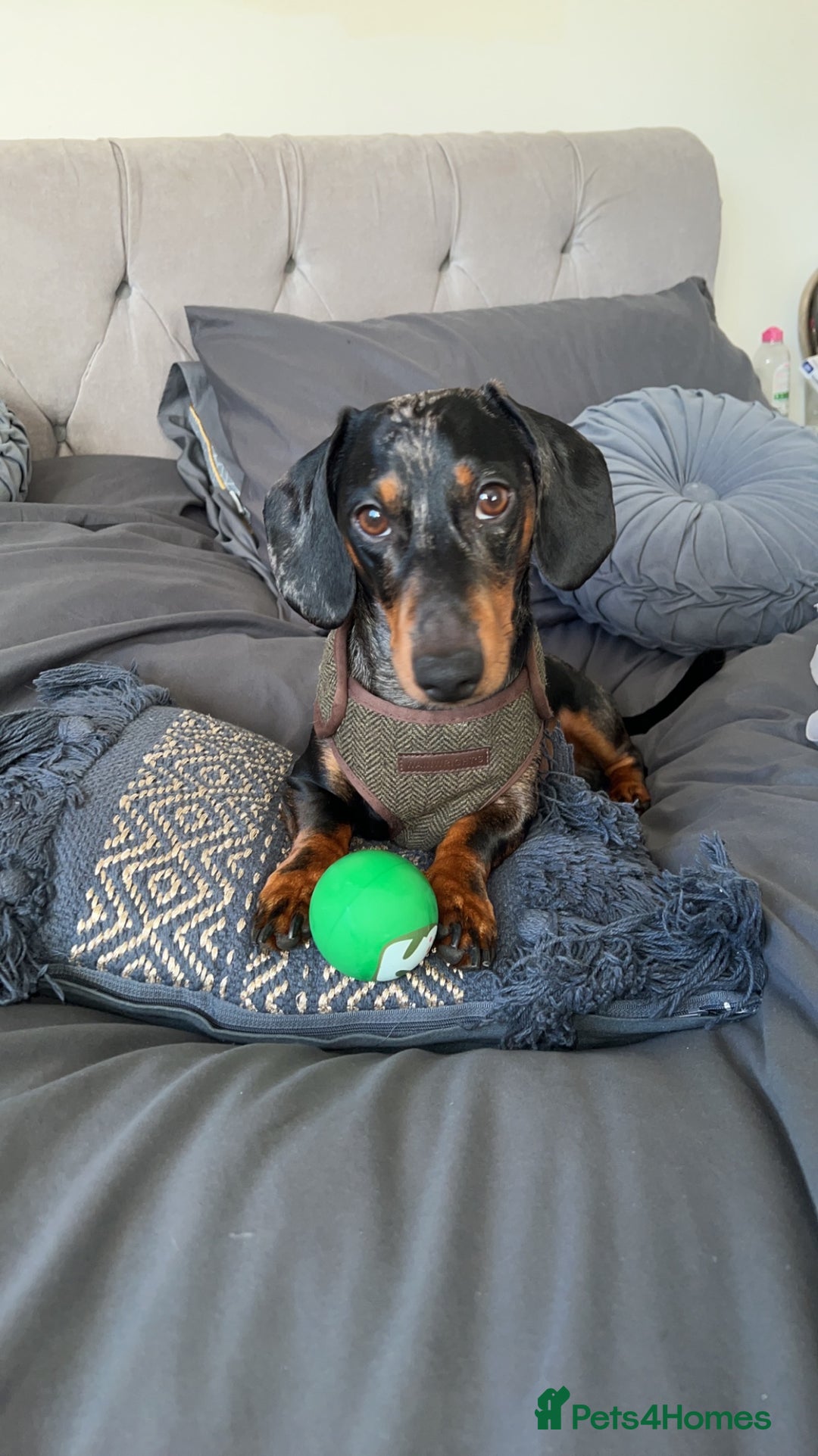 Miniature Dachshund dogs for stud: PROVEN-KC STUD minature smooth haired dachshund in Catterick Garrison - Image 6