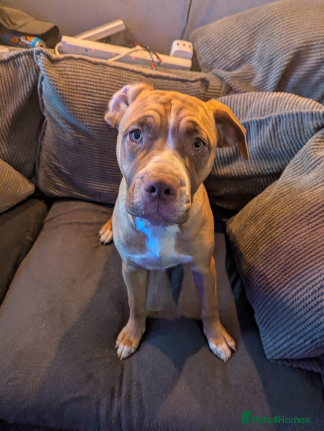 Mixed Breed dogs for sale: Last pup needing new home  - Advert 1