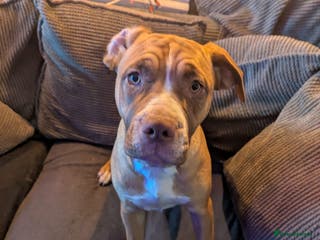 Mixed Breed dogs Last pup needing new home - Advert 1