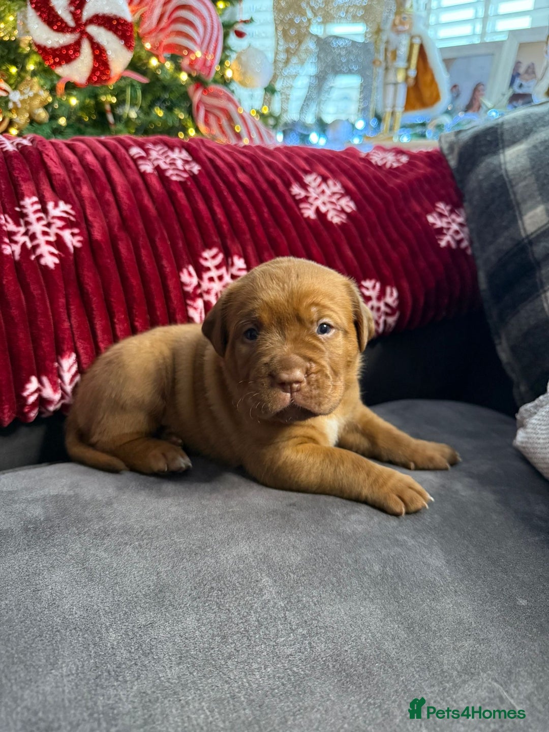 Dogue De Bordeaux dogs for sale: Stunning little of Dogue De Bordeaux puppies  - Advert 7